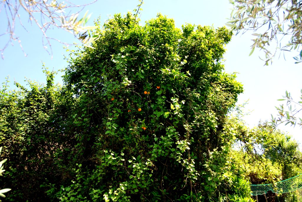 Land (include flowers and trees)