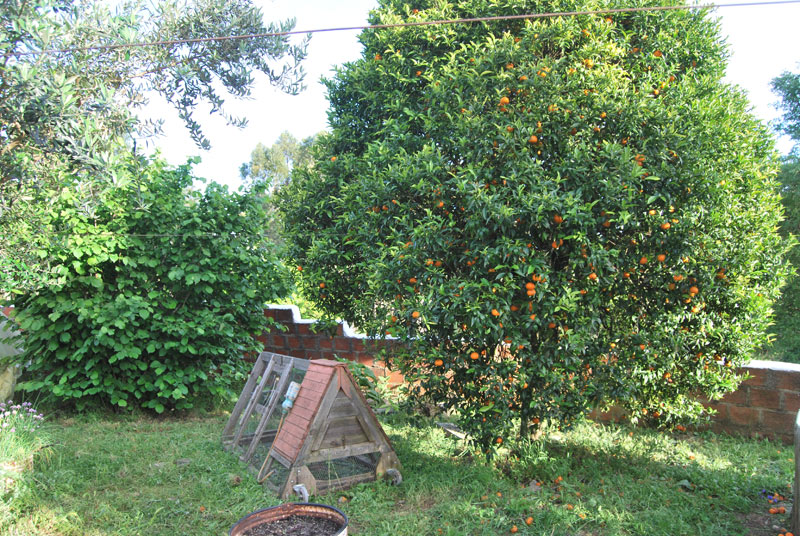Garden (within the wall)